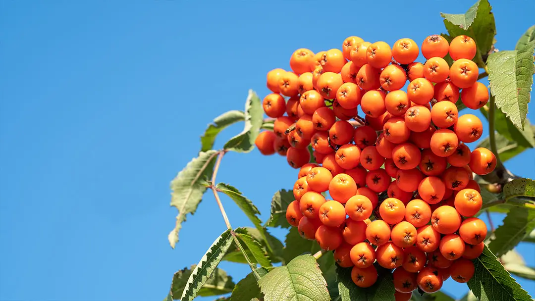 fruta-especie-leñosa fruta-especie-leñosa