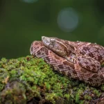 Veneno de serpiente: ¿cómo neutralizarlo?