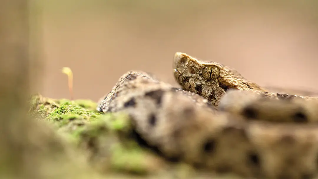 bothrops-atrox2 bothrops-atrox2