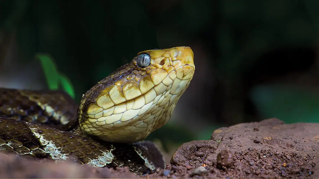 bothrops-atrox3 bothrops-atrox3