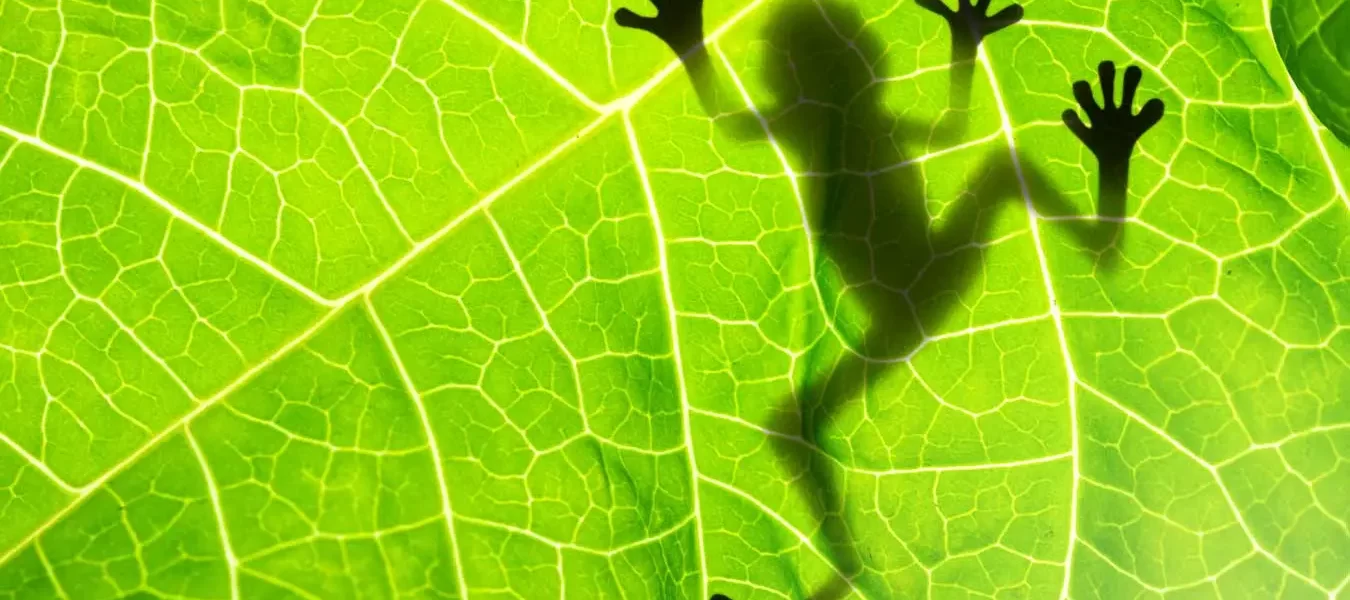 Rana arlequín es redescubierta: esperanza científica  