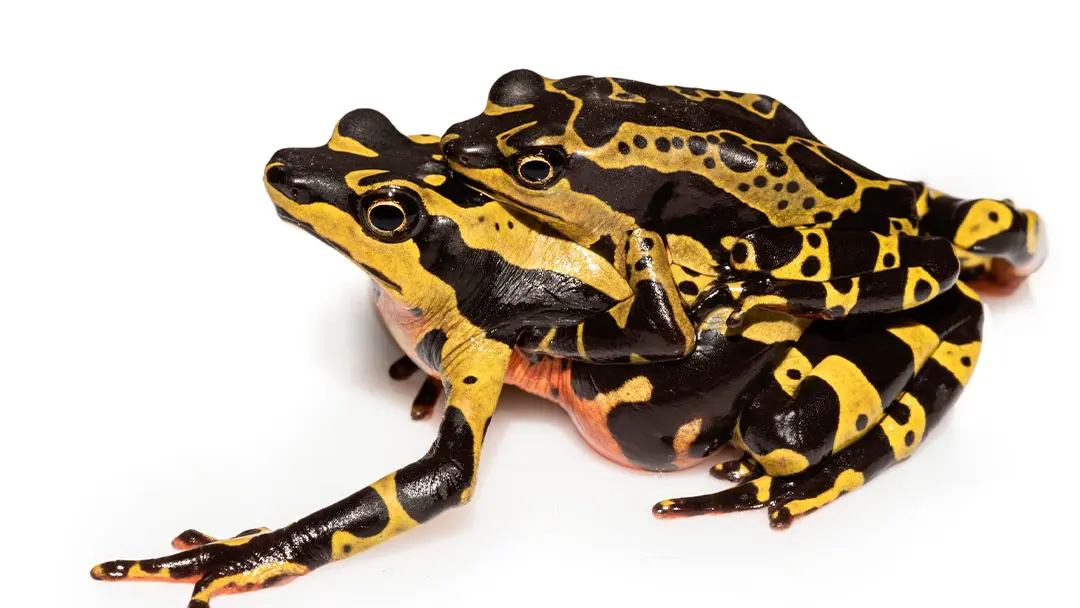 rana-arlquin rana-arlquin