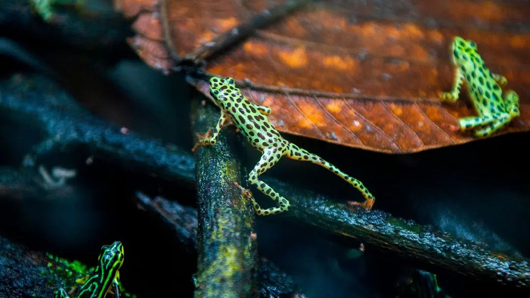 ranas-arlequin ranas-arlequin