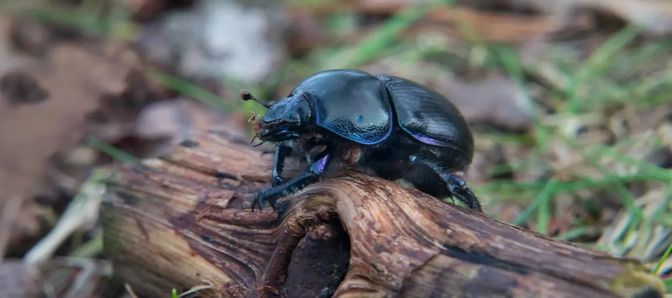 Morfología del escarabajo indica estado de ecosistema