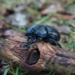 Morfología del escarabajo indica estado de ecosistema