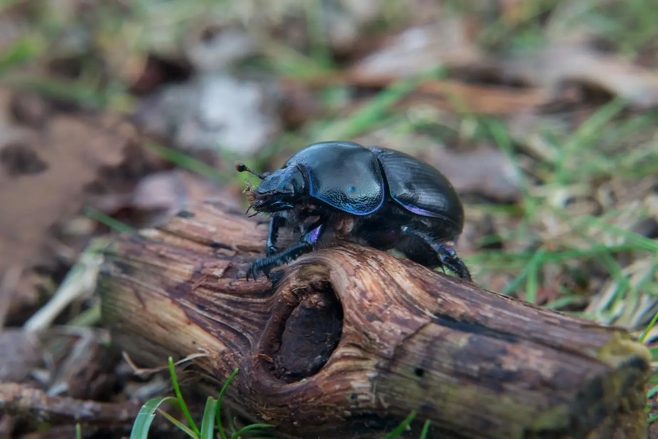 Morfología del escarabajo indica estado de ecosistema