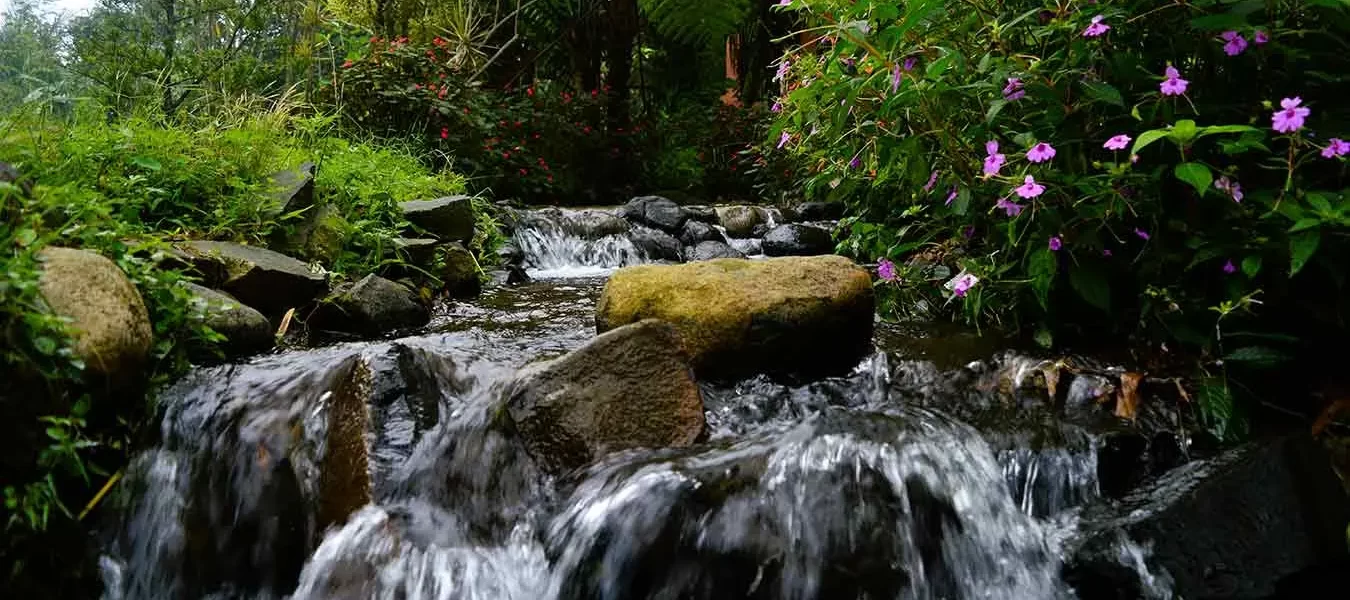 Ecosistemas acuáticos: ¿qué nos dicen sobre la conservación ambiental? 