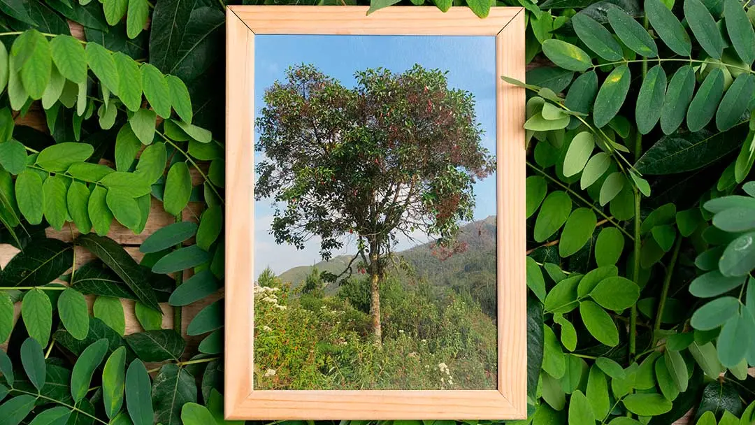 arbol-ecuatoriano-medicinal arbol-ecuatoriano-medicinal