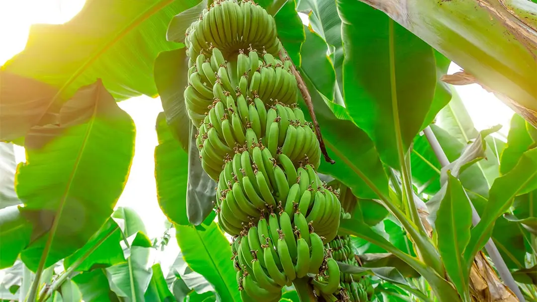 industria-bananera industria-bananera