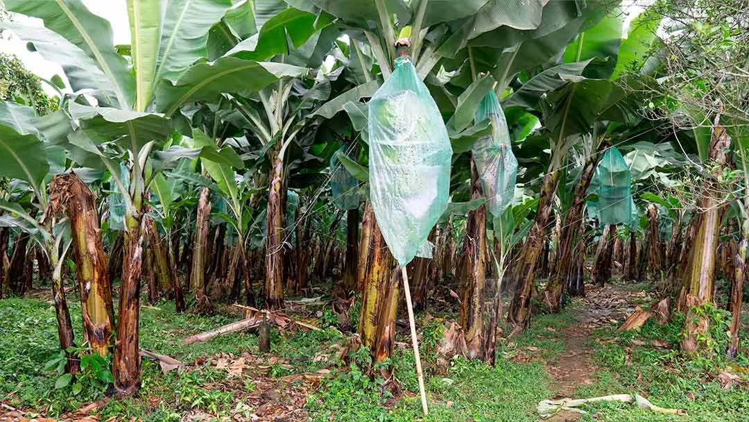 proceso-de-bananera proceso-de-bananera