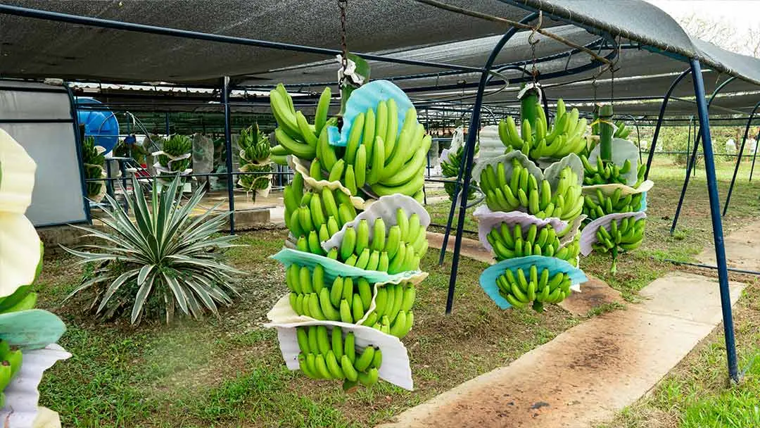 proceso-en-una-bananera proceso-en-una-bananera