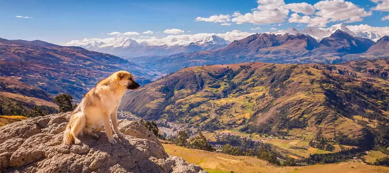 “Los perros hambrientos” de Ciro Alegría