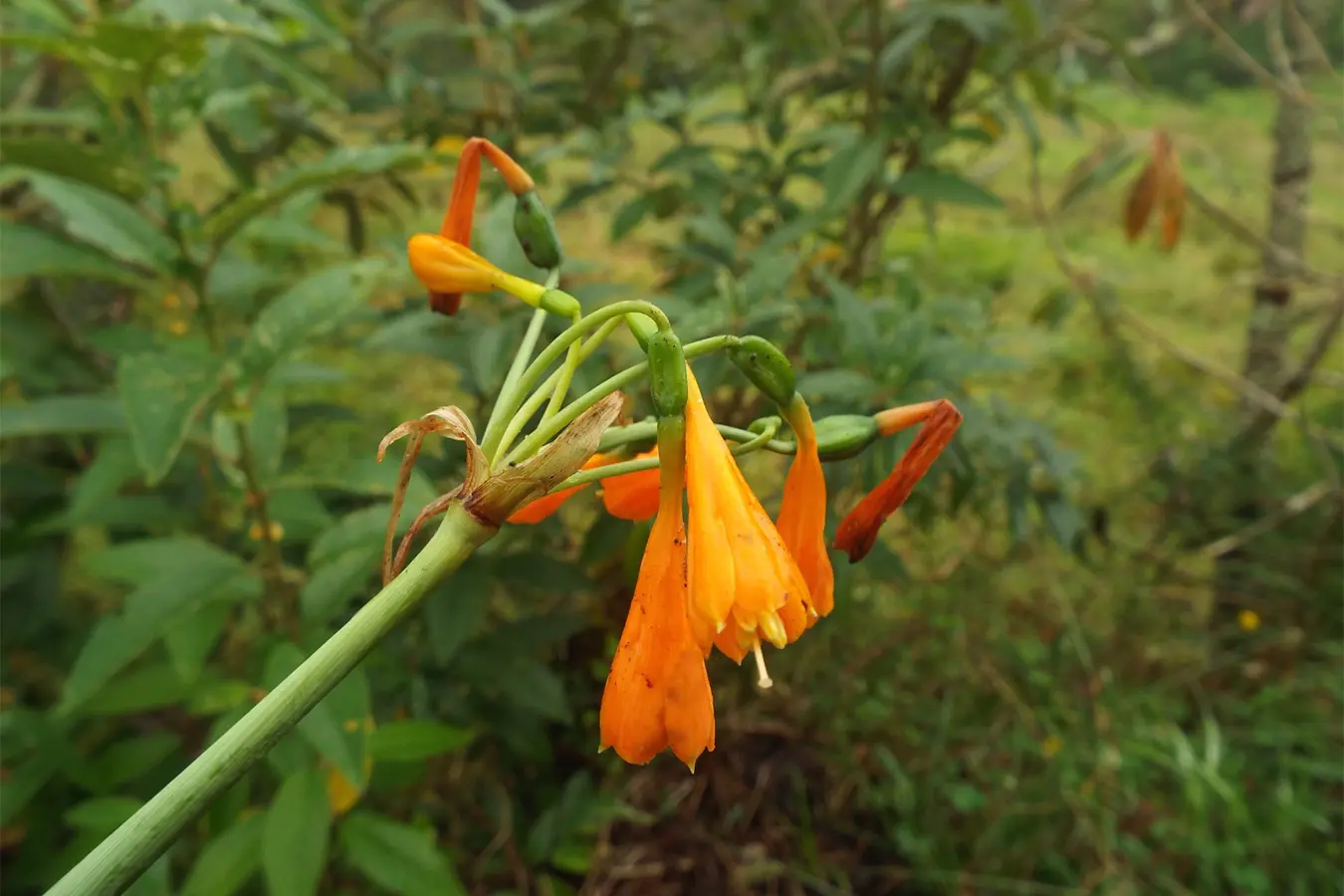 Las amaryllidaceae y su potencial en la lucha contra el Alzheimer  