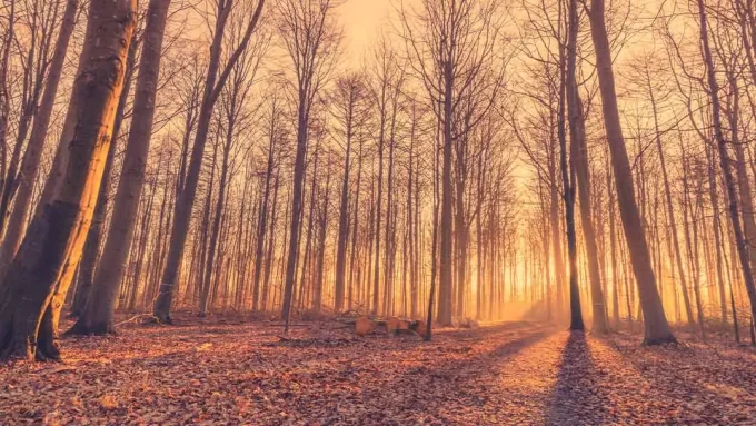 bosque seco